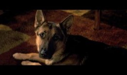 电影一条狗的使命在线观看